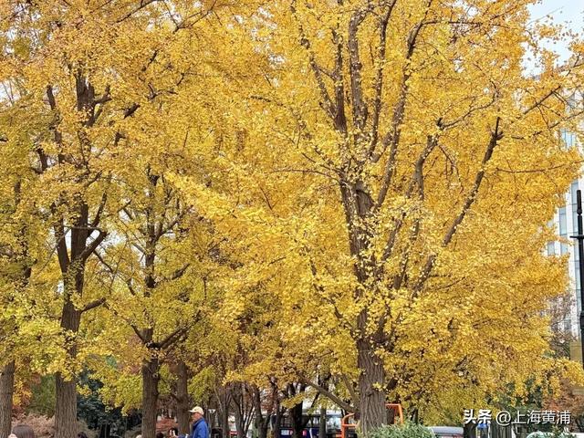 紧临外滩、豫园！居民游客都来打卡这片24小时不打烊的“森空间”：实在太美了！