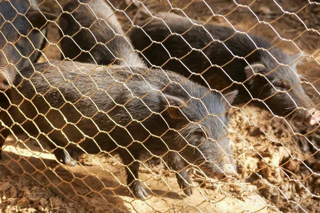 可惜你不听《枫》，不知道醴陵这片枫林到底有多美！