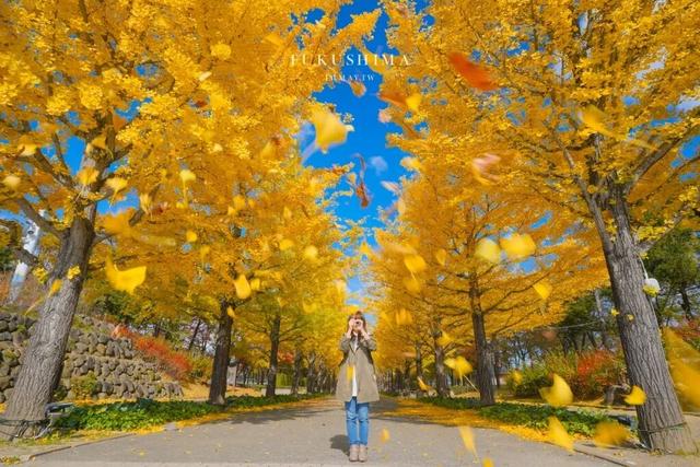 2025日本赏银杏攻略！16处绝美打卡点~