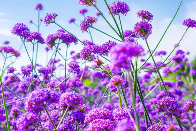 落地敦煌，鲜花接机