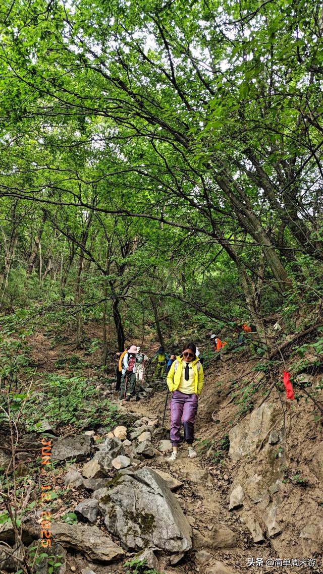 7）山西阳城析城山圣王坪，在云端草甸邂逅狼毒花的美，与千年传