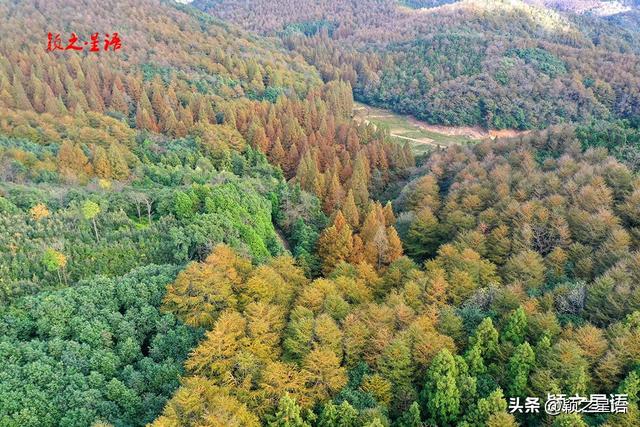 金黄耀眼的金钱松林间，隐逸的城墙如长城，有何秘密？