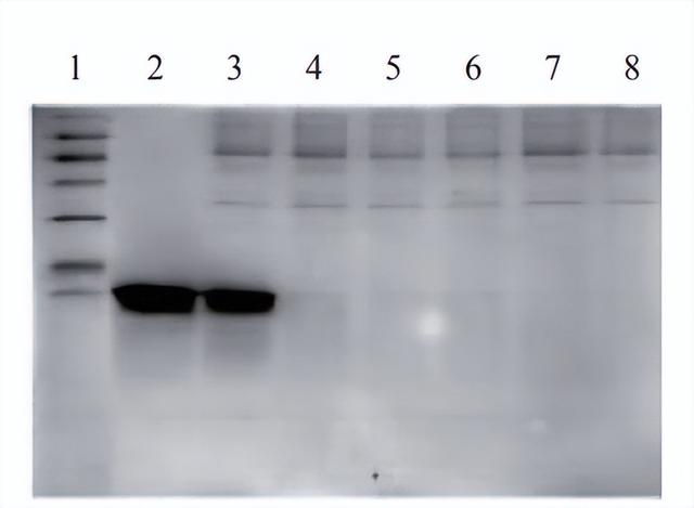 博格隆纯化解析丨多模式层析：让重组蛋白纯化更高效、更省心！