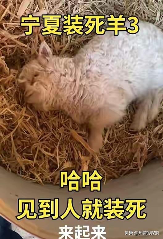 宁夏装死小羊晕倒原因揭秘，小孩衣服成关键线索	，真相太可怜
