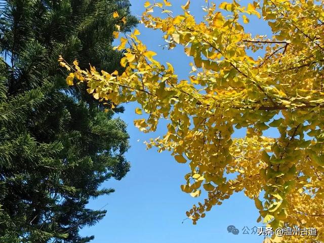 温州这个闹市中的公园,冬天亦有一番好风光!