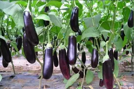 茄子的种植方法，从移栽到收获全过程，让你轻松学会种茄子图片