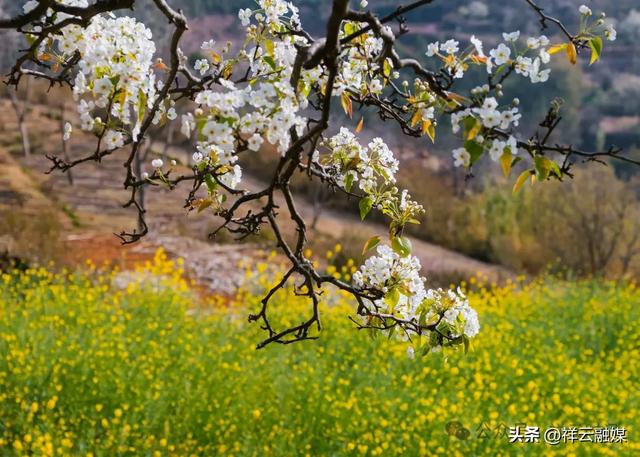 旅居祥云 | 干海梨花竞芬芳