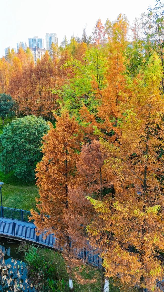 打卡心形湖！重庆这个公园美成油画