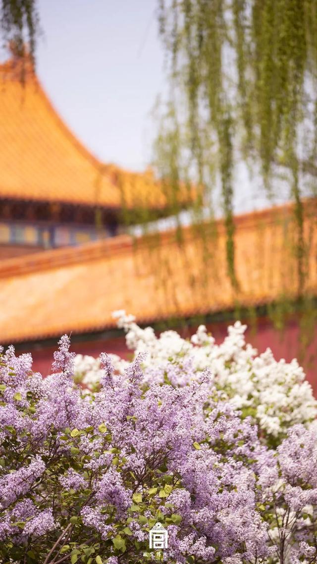 故宫四季美景一览，震撼高清美图预警！