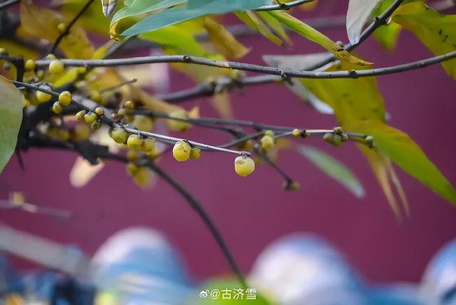 济南第一波蜡梅开了！这些赏梅地，赶紧冲！