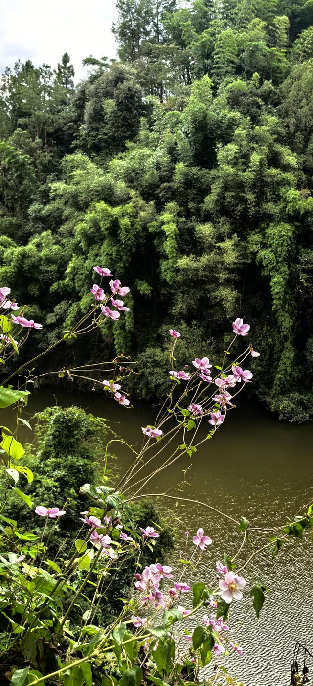 野棉花的几分侘寂