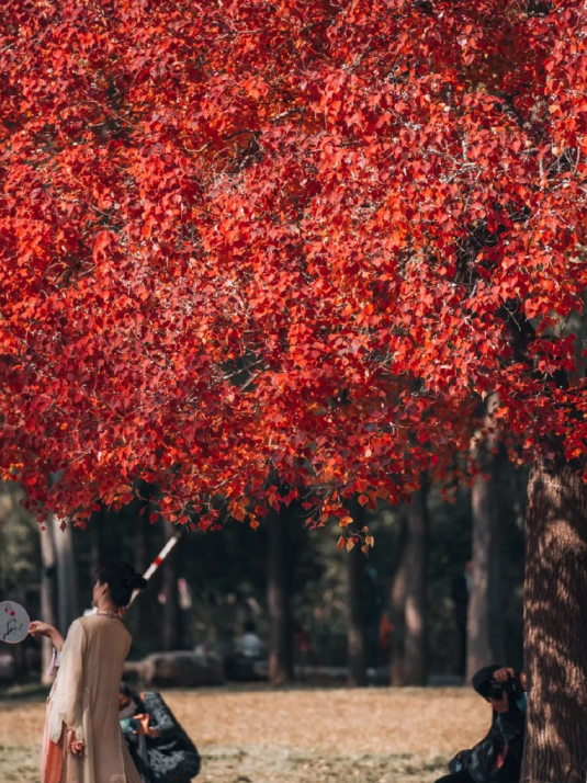趁天晴出发！洛阳这片杉林红了！无需门票…