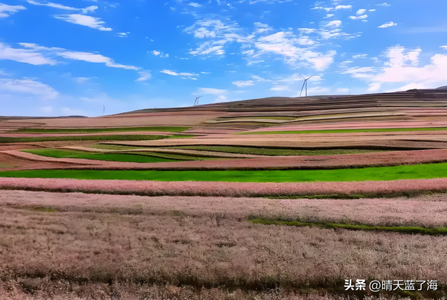 邂逅黄土高原的粉色浪漫：陕北定边——荞麦花海全攻略！
