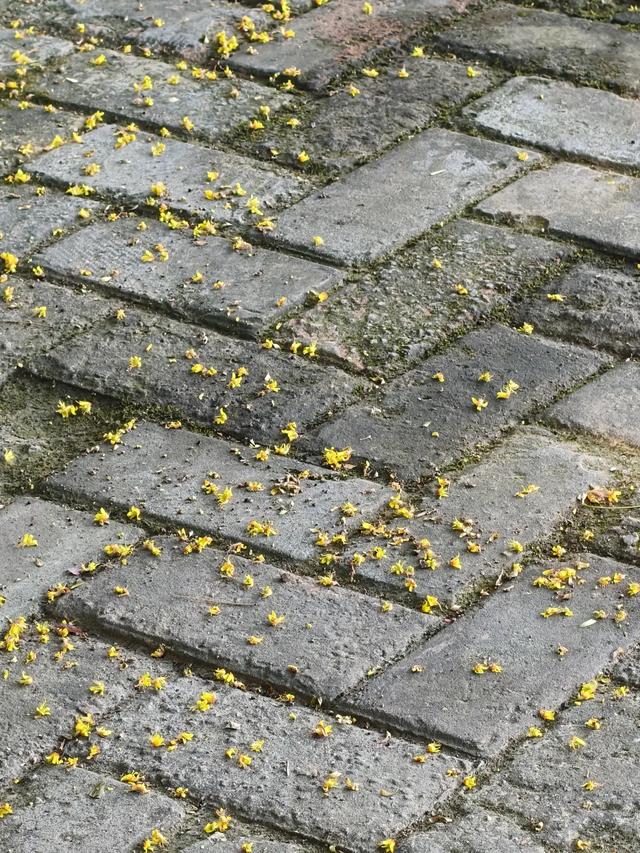 秋风起，栾花入梦来