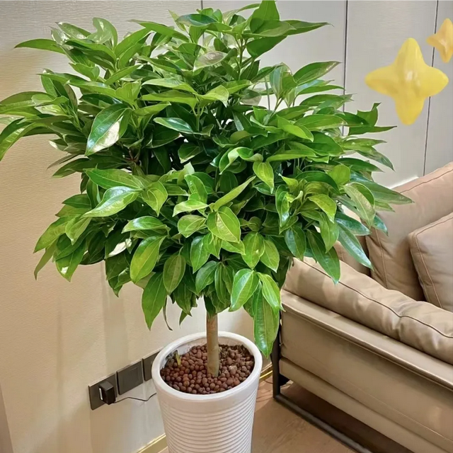 家里养这5种香花，细菌“闻味就躲”！至少摆一盆，全家少生病
