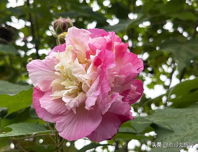 成都市区最美芙蓉花，王者风范，植物迷宫更是惊艳，不要门票！