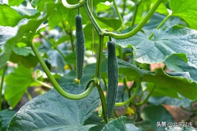 延庆,将生态文明建设写在绿水青山间——