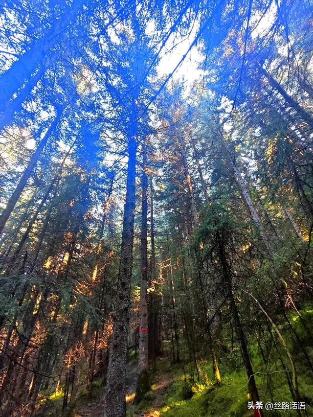 夏日避暑何处去？焉支山“天然氧吧”等你来寻