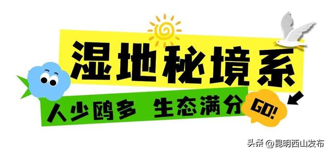 鸥了鸥了，红嘴鸥大部队即将抵达！这些小众“鸥”遇点千万别错过