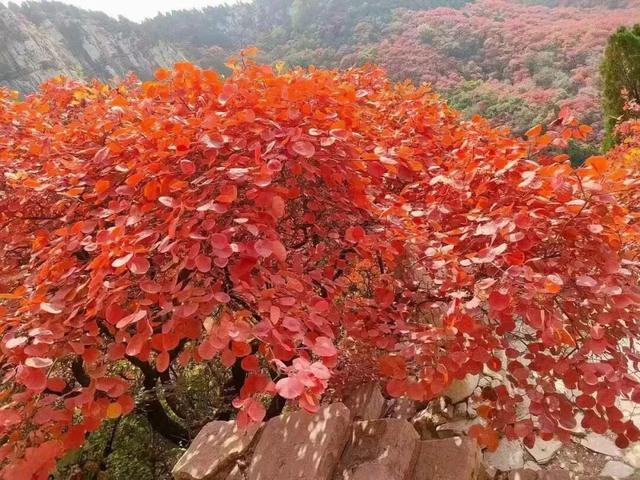 最新实拍！潍坊这里迎来“全红时刻”！