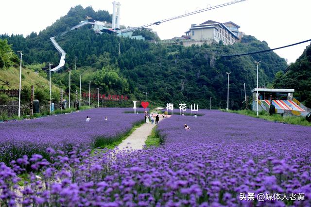 六盘水梅花山雪道变“紫色花海”避暑纳凉添新景