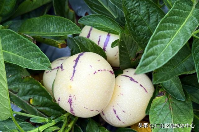 节气仁和 | 立秋来信，仁和的仪式感从不迟到