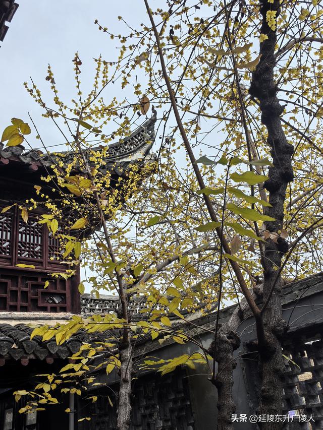 冬游如皋水绘园 亭台楼阁才子佳人水相会 匠心独运天地人造似天成