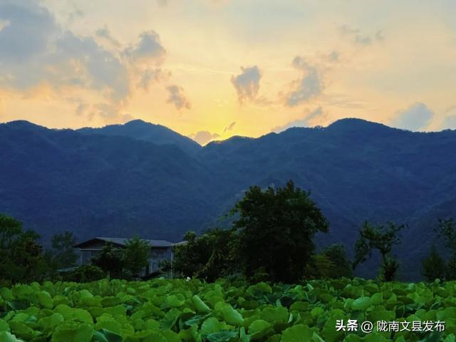 文县碧峰沟荷花如约而至，快来邂逅“接天莲叶无穷碧”的美景
