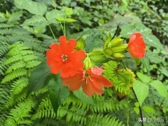本溪小芹沟—五顶山—大西沟穿越,夏练三伏