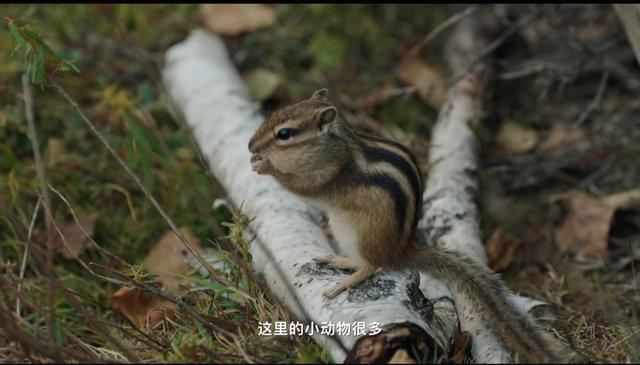 美到窒息！大兴安岭的秋，治愈一切不开心！再不来等一年
