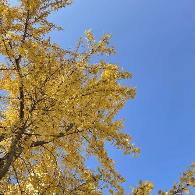 大邑银杏@你，初冬限定“金”喜，请查收！