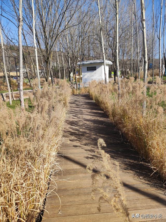 赏柿子不需要去远方，西安这里1小时可达，红柿配村舍，人少景美