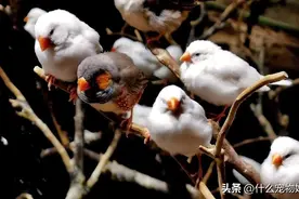 养鸟费钱？最便宜的小鸟15元一只，这些鸟可以合法养！收藏吧图片