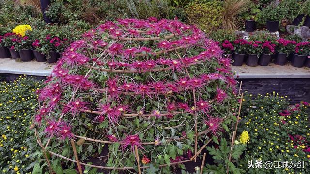 秋韵菊香、沙湖寻美—— 沙湖公园武汉第42届菊花展掠影