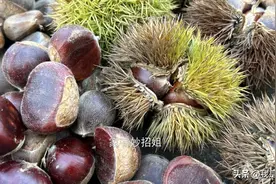 才知道，保存生板栗原来这么简单，放上半年都不坏，味道甜脆不变图片