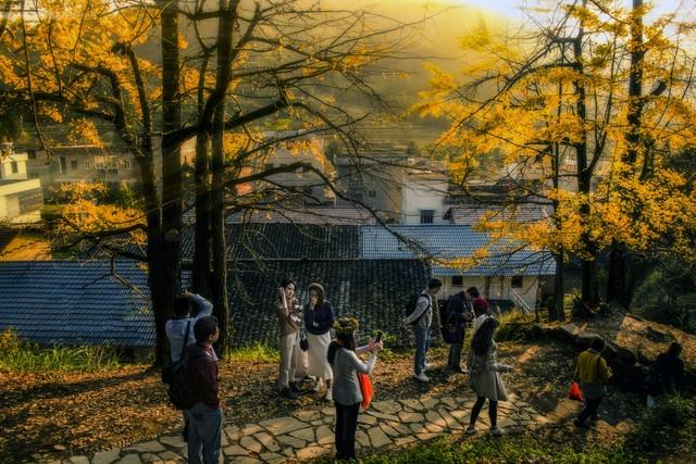 藏不住了！赣州这5处银杏秘境，惊艳了整个赣南秋天