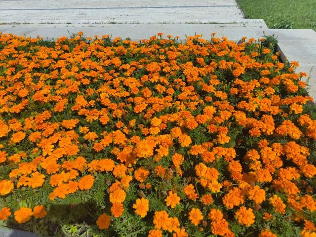 花正浓 景正盛！牙克石市绚丽花海盛装迎客