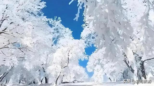 冰雪奇缘：哈尔滨雾凇仙境漫游指南