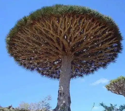 俗语“坟前若有弯楦树，家中必有人才出”是什么意思？有没有道理