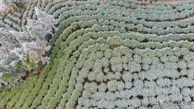 寒潮“炫技”成功！三江这地方浪漫值拉满