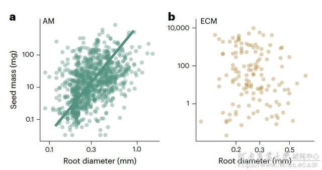 河南农大孔德良教授团队在《Nature Plants》发表重要研究成果