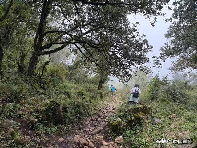 攀登昆明十峰之宜良老爷山，经历密林大雨考验，惊喜交加，难忘
