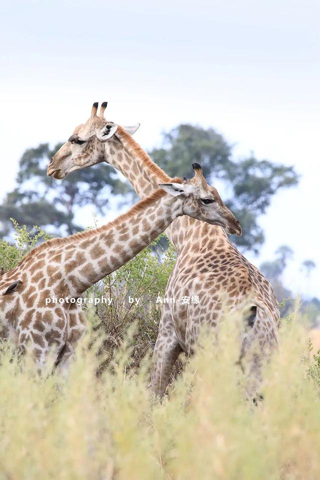 博茨瓦纳：死贵的旅游地，是值得追梦，还是被过度神话的伪天堂？