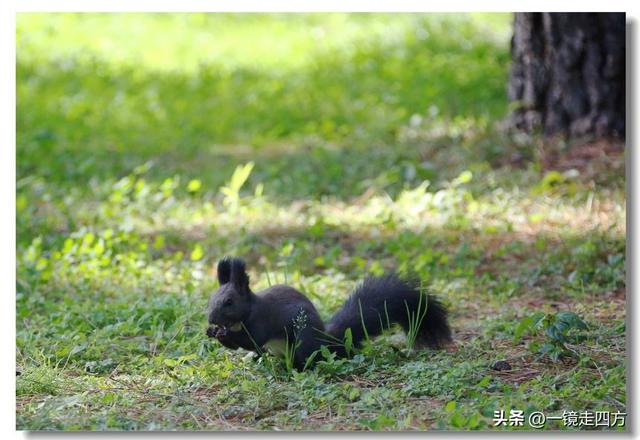 沈阳东陵郊野公园“精灵”出没