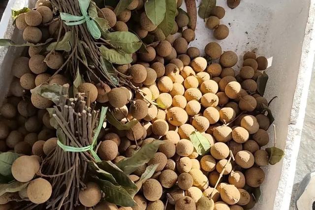 这个大集火爆出圈！