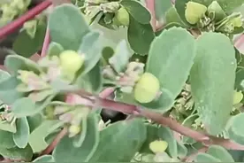 地锦草 本地人称铺地红 很多人却误认为马齿苋图片