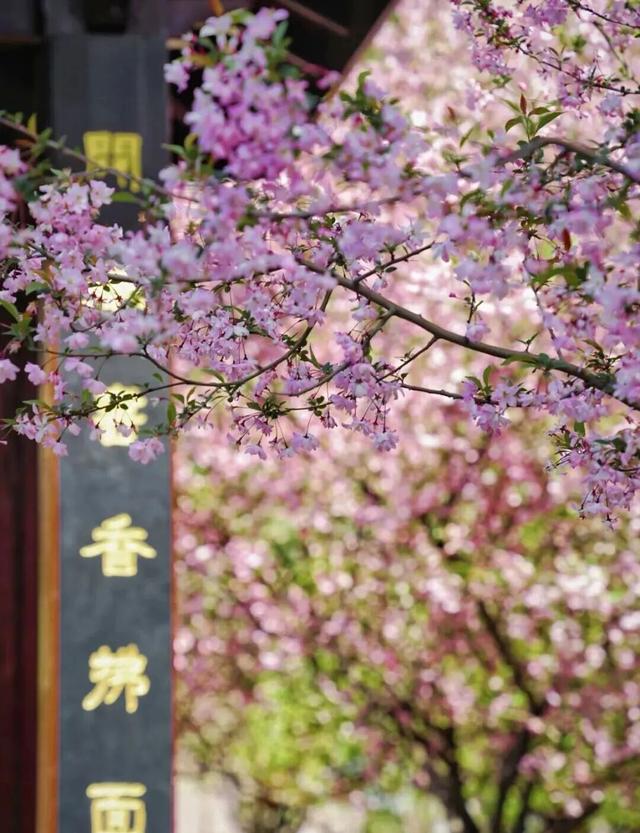 合肥三月花讯 | 后来，我逢人就说，合肥的春天有多浪漫 | 春游江淮