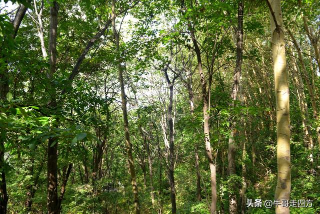 河北百草畔（中）：览尽三山舒望眼，行穿百草浣尘襟