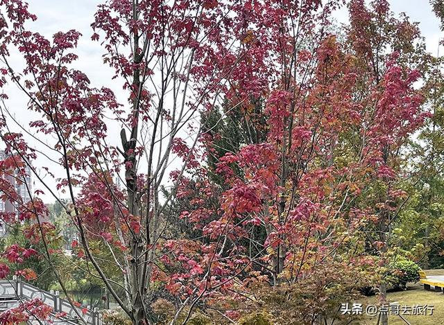 成都双流被低估景区，枫叶惊艳恍若到了川西，不要门票，公交直达