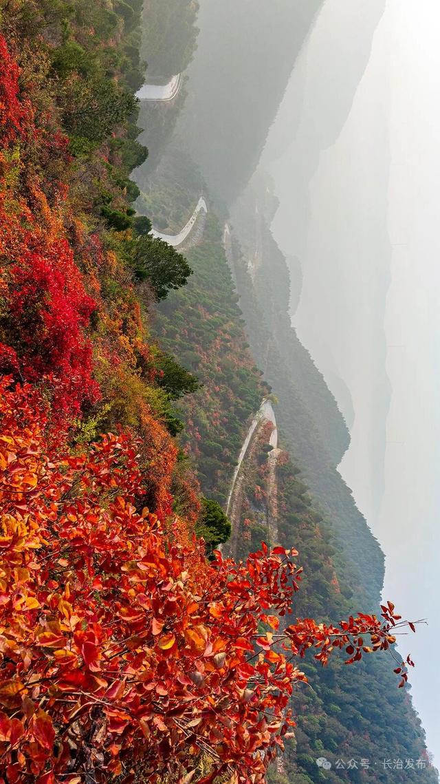 寻色三晋·山河入画｜太行一号旅游公路：在红叶云海间，驶入秋日的山水长卷